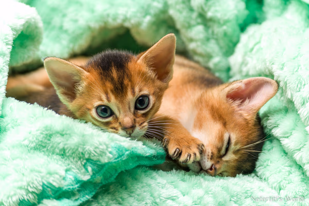 Dos gatitos Abisinios