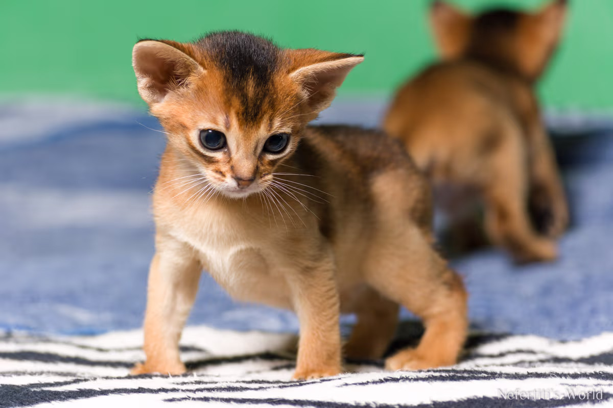 Gato Abisinio