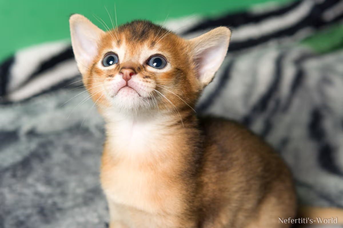 Gato Abisinio
