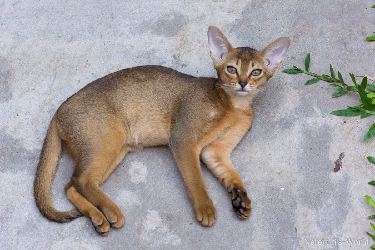 Gatito Abisinio