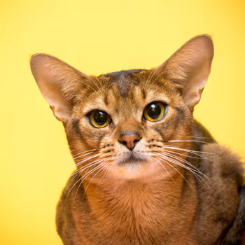 Georges, gato Abisinio macho