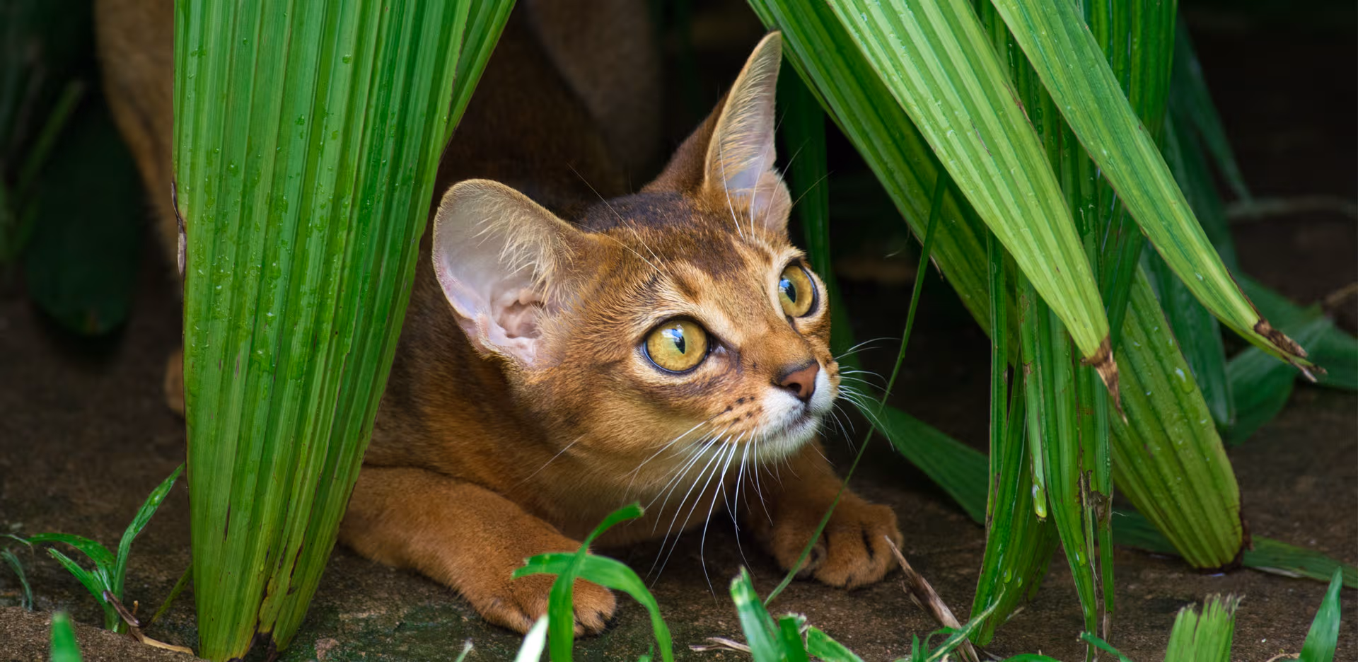 Gato Abisinio entre hojas verdes