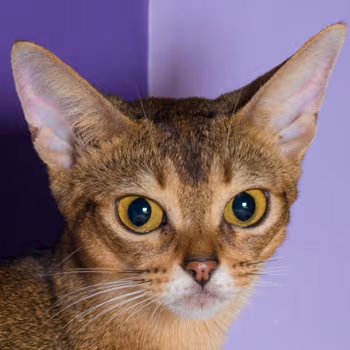 Iana, gata Abisinia hembra